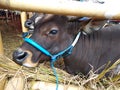 Adult cows resting in the field during the day.