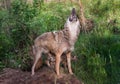 Adult Coyote (Canis latrans) Howls