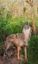 Adult Coyote (Canis latrans) Howls over Pup