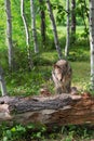 Adult Coyote Canis latrans Jumps Over Log Summer