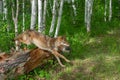 Adult Coyote Canis latrans Leaps Over Log Summer