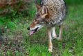 Adult Coyote Canis latrans Looks Left Tongue Out Summer