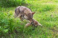 Adult Coyote Canis latrans Makes Grab at Pup Summer