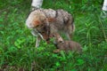 Adult Coyote Canis latrans Mouth Sniffed by Pup Summer