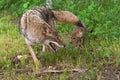 Adult Coyote Canis latrans And Pup Meet at Edge of Woods Summer