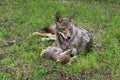 Adult Coyote Canis latrans And Pup Snuggle Together Summer Royalty Free Stock Photo