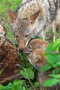 Adult Coyote Canis latrans And Pups Investigate Log Summer Royalty Free Stock Photo