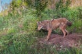 Adult Coyote (Canis latrans) Stands at Densite Royalty Free Stock Photo