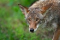 Adult Coyote Canis latrans Stares Out Ears to Sides Summer