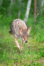 Adult Coyote Canis latrans Steps Forward Out of Woods Summer