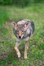 Adult Coyote Canis latrans Steps Forward Staring Summer