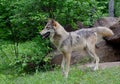 Adult Coyote standing on a rock.