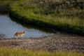 Adult Coyote Walks Along Stream Edge
