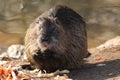 Adult coypu, nutria Myocastor coypus, Mus coypus sits on riverside in european city and hold celery root and carrot in paws and Royalty Free Stock Photo