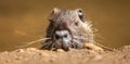 Adult Coypu showing its head over an earthy bank