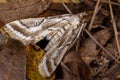 Adult Crambid Snout Moth Royalty Free Stock Photo