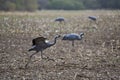Adult crane (Grus grus) takes off from a field in autumn.