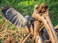 Adult Crane Hawk