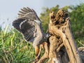 Adult Crane Hawk Hunting