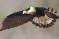 Adult Crested Caracara in Flight - Texas