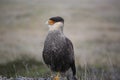 Crested Caracara portrait.