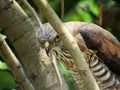 Adult Crested Goshawk Taking A Peek