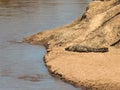 Adult crocodile lying on the sand near the water in the Masai Mara National Park Royalty Free Stock Photo