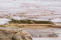 Adult crocodile lying on the sand near the water in the Massai M