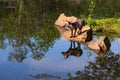 Adult Cross Fox Vulpes vulpes Gazes Left From Rock Clear Reflection Summer
