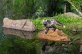 Adult Cross Fox Vulpes vulpes Looks Up On Rock Reflected Summer