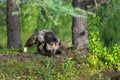 Adult Cross Fox Vulpes vulpes Makes Quick Turn on Island Summer