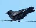 Crow, clinging to cable, in strong gale