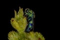 Adult Cuckoo Wasp