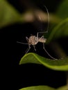 Adult Culicine Mosquito Insect Royalty Free Stock Photo