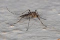 Adult Culicine Mosquito Insect Royalty Free Stock Photo