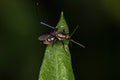 Adult Culicine Mosquitoe Insect