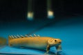 Adult curious and big curvier bichir, rare primitive freshwater fish, easy to keep nocturnal carnivore Royalty Free Stock Photo