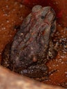 Adult Cururu Toad