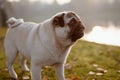 An adult cute dog, pug, male is standing on green grass in a park, near a lake or a pond, during sunset and golden hour