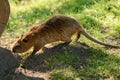 Adult cute muskrat with a long tail and brown fur in the sunshine.