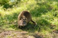 Adult cute muskrat with red teeth and a long tail in the summer.