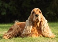 Adult and cute red Cocker Spaniel feline sitting in the green grass, morning sun Royalty Free Stock Photo