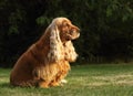 Adult and cute red Cocker Spaniel feline sitting in the green grass, morning sun Royalty Free Stock Photo