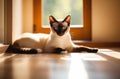 An adult, cute Siamese cat with blue eyes, lies on the floor next to the window on a sunny day