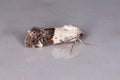 Adult Cutworm Moth Royalty Free Stock Photo