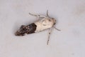 Adult Cutworm Moth Royalty Free Stock Photo