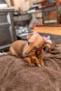 Cute Dachshund Chewing on Treat