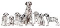 Adult dalmatian dog with puppies