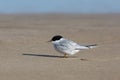 Adult Damara Tern resting on a beach