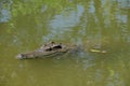 Adult Dangerous Crocodile